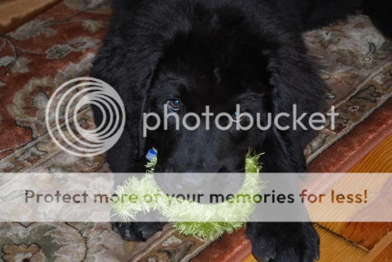 Love_Verdi : NEWFIE THREAD. Love_Verdi : NEWFIE THREAD.