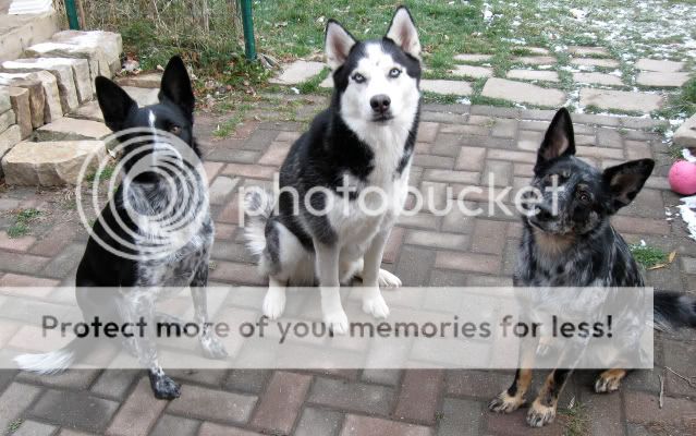 Pictures of your dogs! Pictures of your dogs!