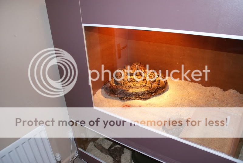 Large Snake Enclosures Reptile Forums