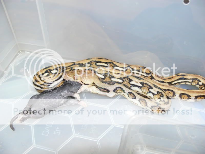 snake feeding pix Reptile Forums