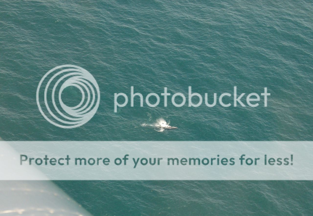 whale.jpg