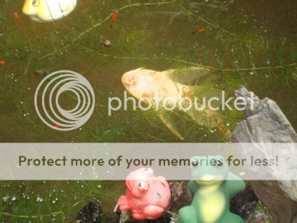 Posted Image