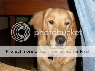 re: Dogs we've seen and loved