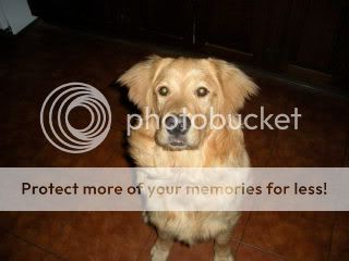 re: Dogs we've seen and loved