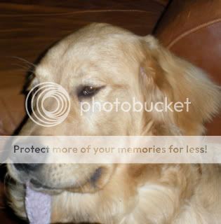 re: Dogs we've seen and loved