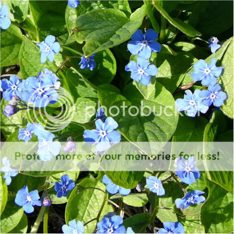 May's Blue Flowers
