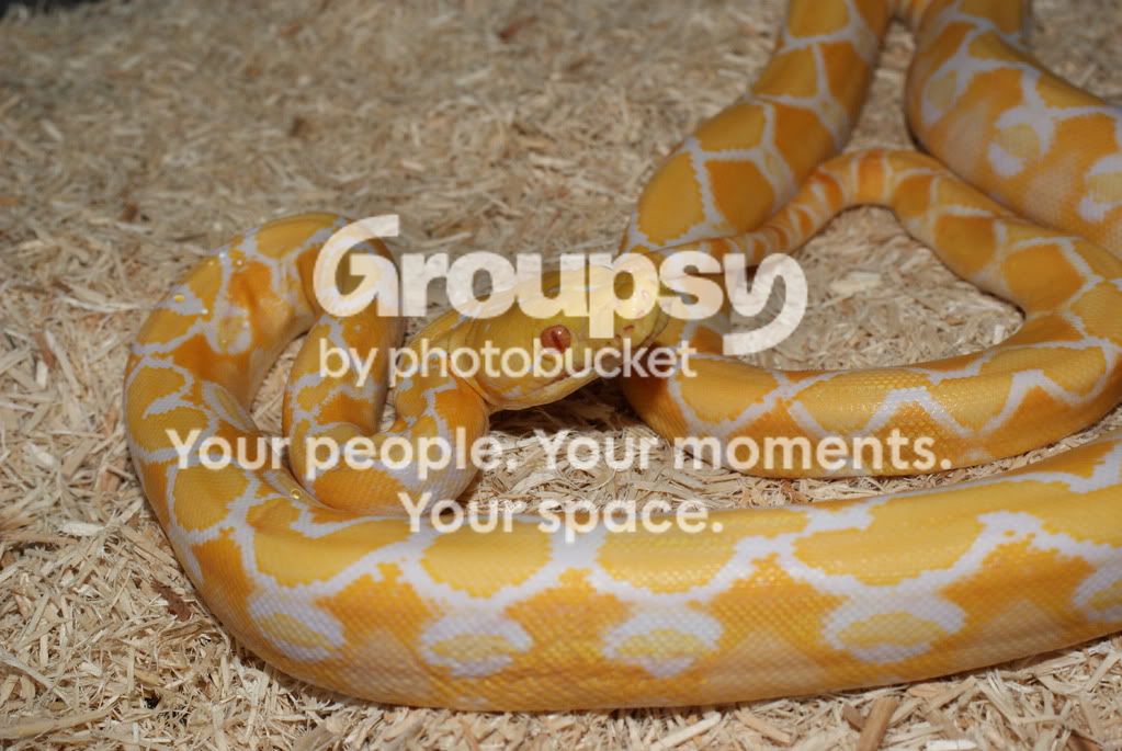 Sunfire Retic Morph what's your fav retic morph/local u own or are planning to buy ...